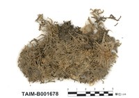 藏品(泥炭苔)的圖片